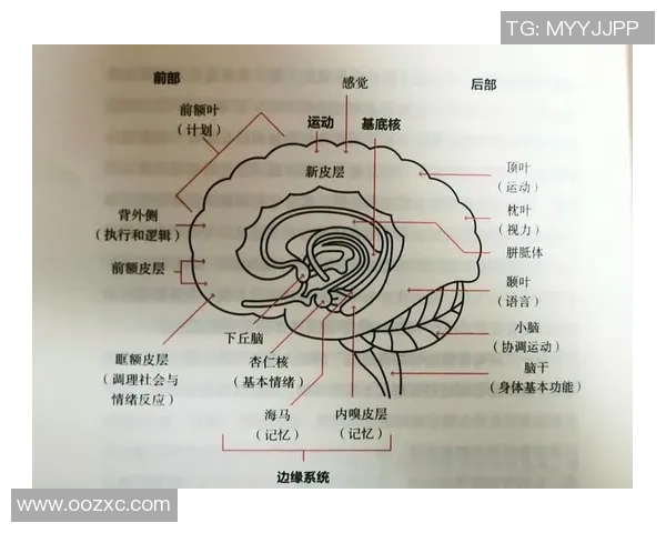 电竞与神经科学的交汇点：探索游戏对大脑的影响与潜力